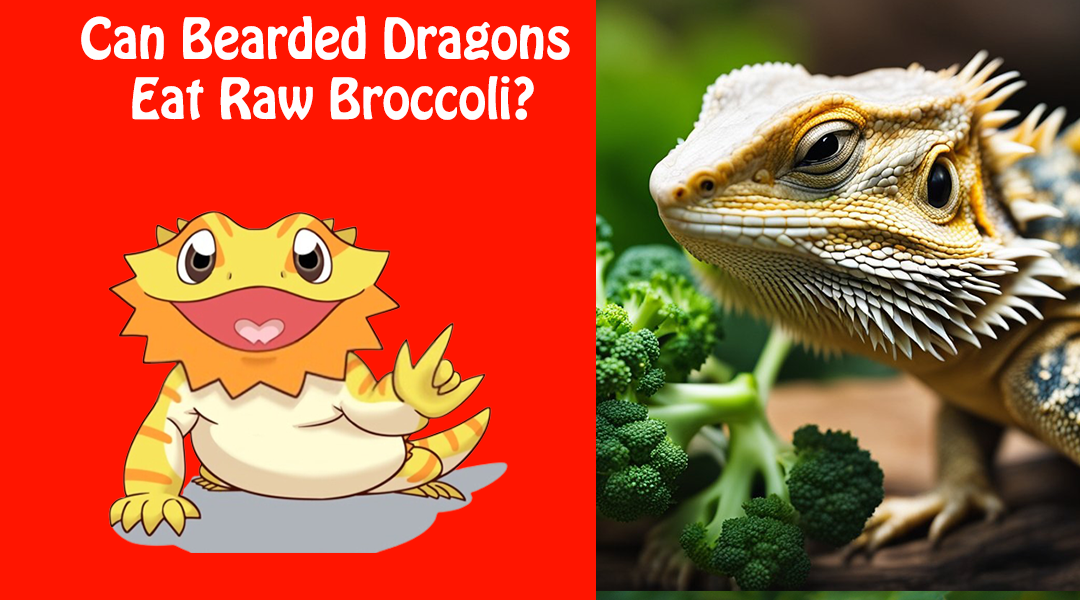 Can Bearded Dragons Eat Raw Broccoli?