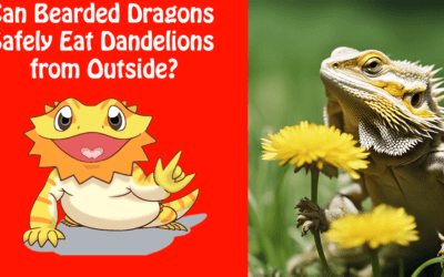 Can Bearded Dragons Eat Dandelions from Outside?