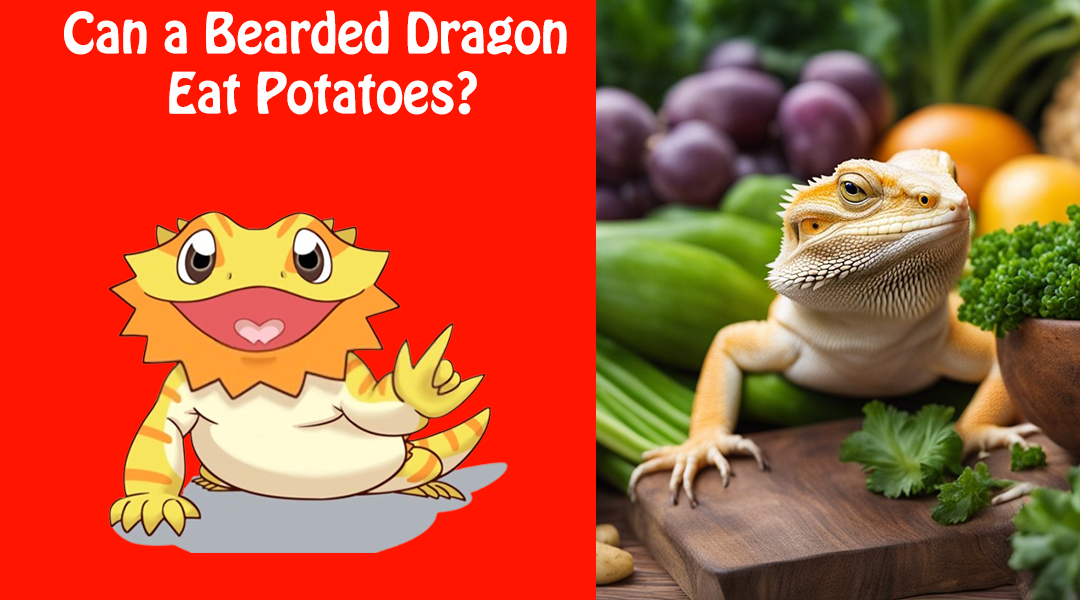 Can a Bearded Dragon Eat Potatoes?