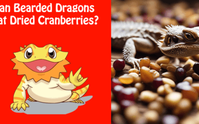 Can Bearded Dragons Eat Dried Cranberries?