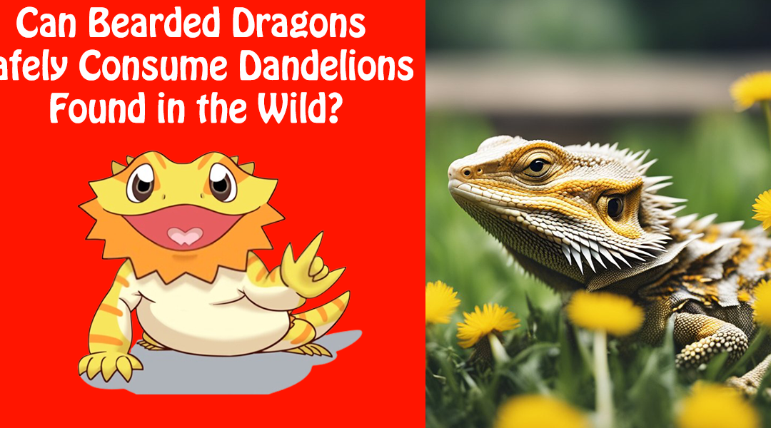 Can Bearded Dragons Eat Dandelions Found in the Wild?