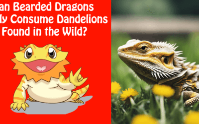 Can Bearded Dragons Eat Dandelions Found in the Wild?