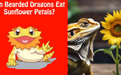 Can Bearded Dragons Eat Sunflower Petals?