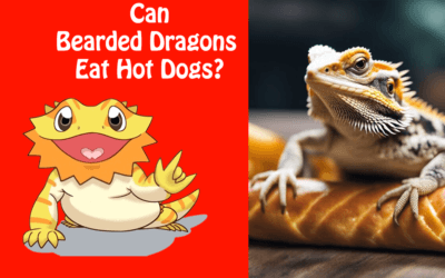 Can Bearded Dragons Eat Hot Dogs?