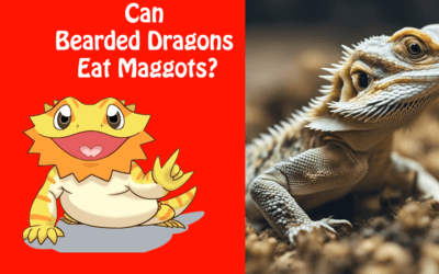 Can Bearded Dragons Eat Maggots?