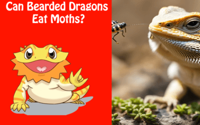 Can Bearded Dragons Eat Moths?