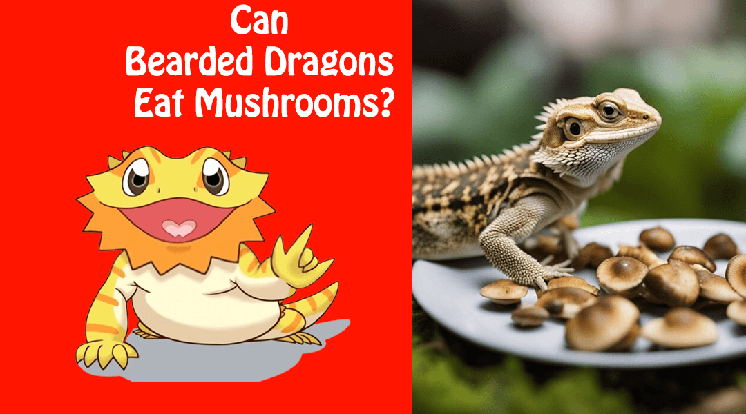 Can Bearded Dragons Eat Mushrooms?