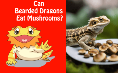 Can Bearded Dragons Eat Mushrooms?