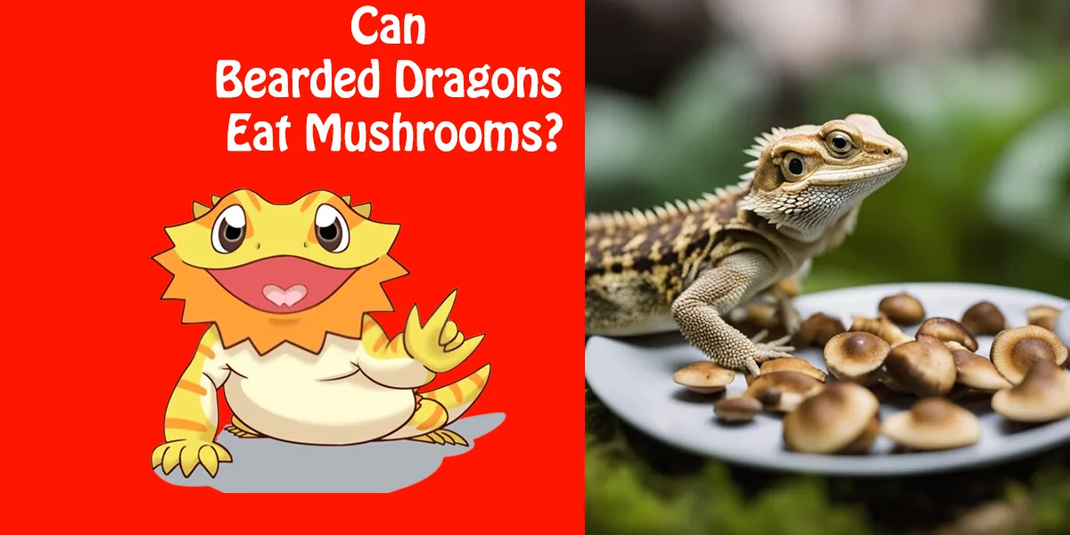 Can Bearded Dragons Eat Mushrooms