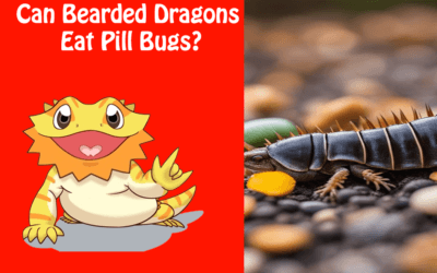Can Bearded Dragons Eat Pill Bugs?