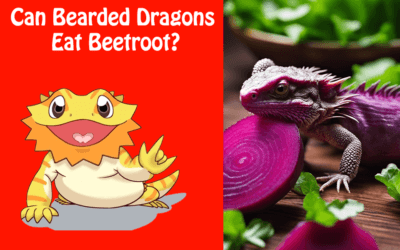 Can Bearded Dragons Eat Beetroot?