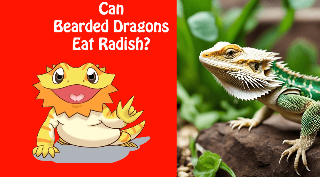 Can Bearded Dragons Eat Radish?