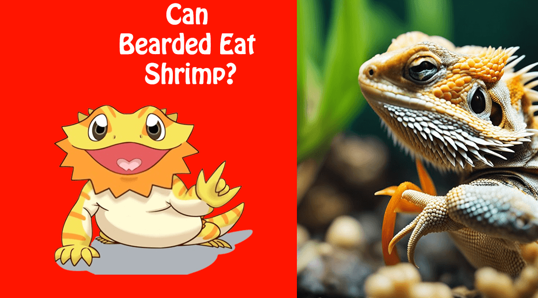 Can Bearded Dragons Eat Shrimp