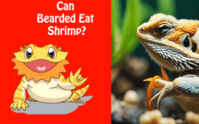 Can Bearded Dragons Eat Shrimp?
