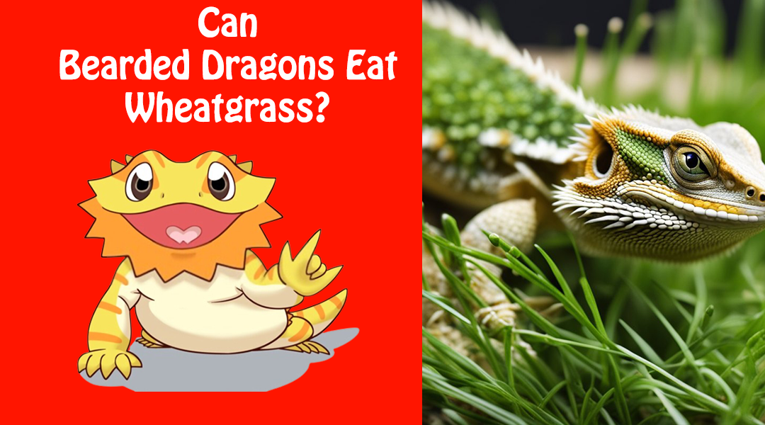 Can Bearded Dragons Eat Wheatgrass