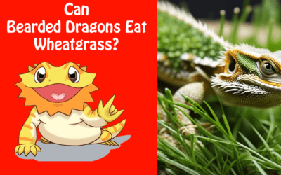 Can Bearded Dragons Eat Wheatgrass?