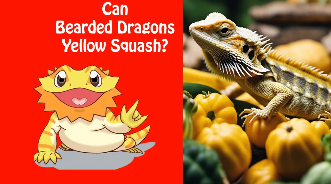 Can Bearded Dragons Eat Yellow Squash