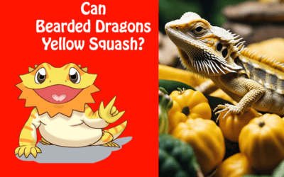 Can Bearded Dragons Eat Yellow Squash?