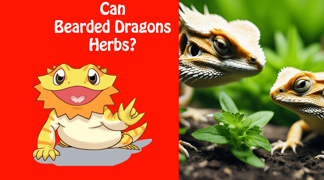 Can Bearded Dragons Eat Herbs?