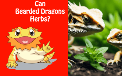 Can Bearded Dragons Eat Herbs?