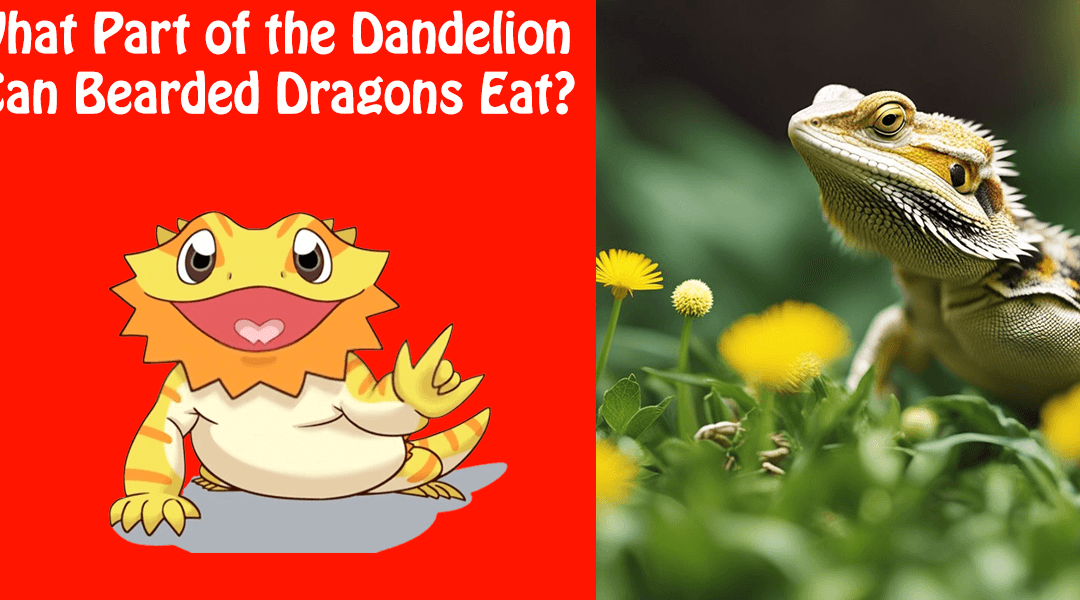 What Part of the Dandelion Can Bearded Dragons Eat?