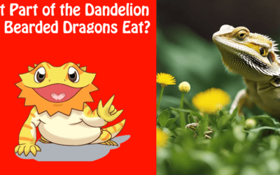 What Part of the Dandelion Can Bearded Dragons Eat?