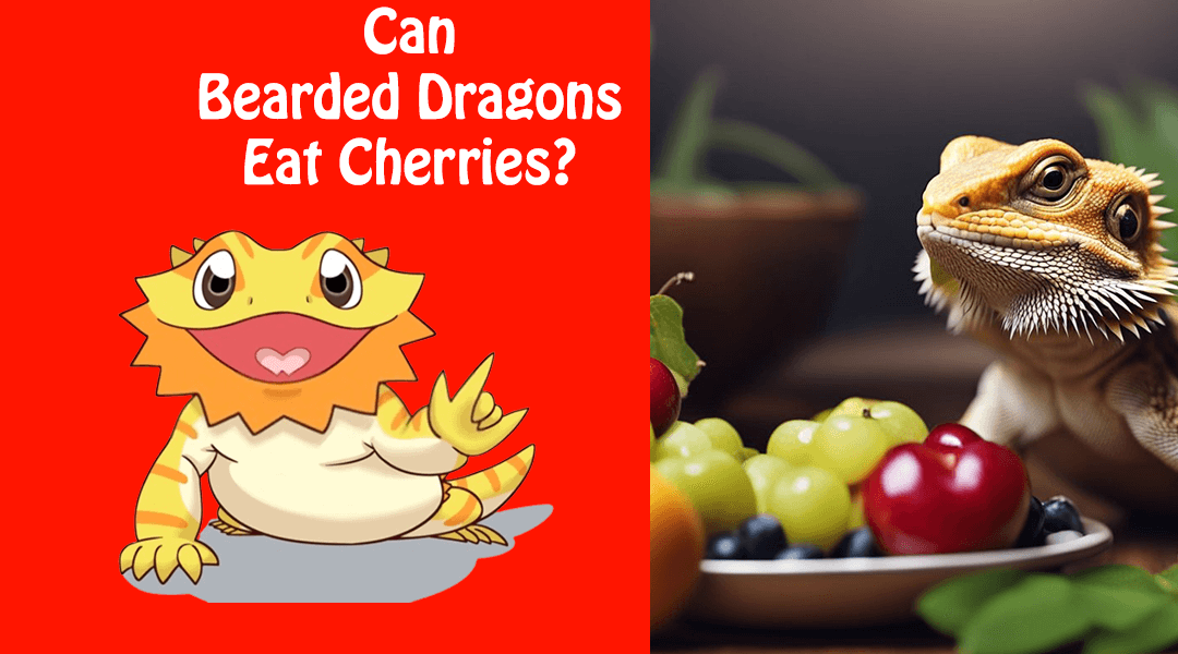 Can Bearded Dragons Eat Cherries?