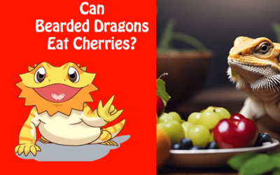 Can Bearded Dragons Eat Cherries?