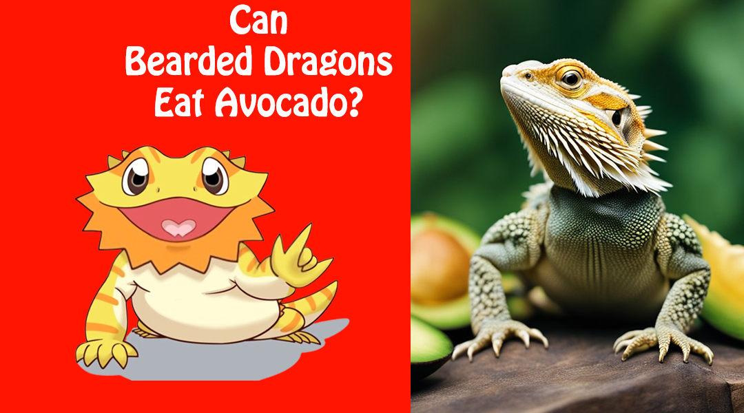 Can Bearded Dragons Eat Avocado