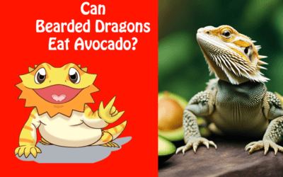 Can Bearded Dragons Eat Avocado?