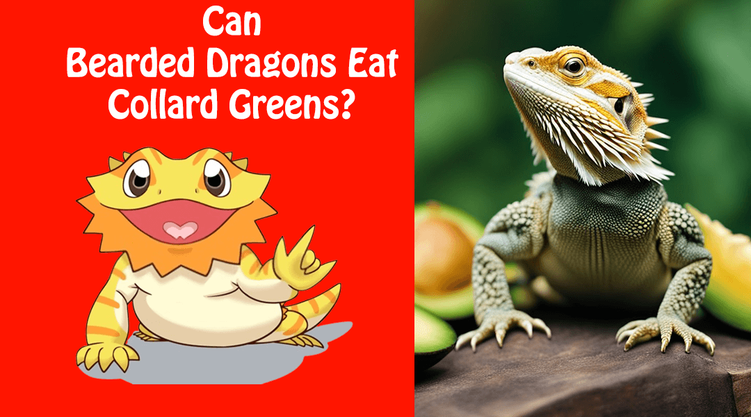 Can Bearded Dragons Eat Collard Greens?