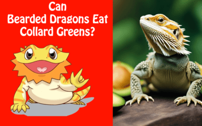 Can Bearded Dragons Eat Collard Greens?