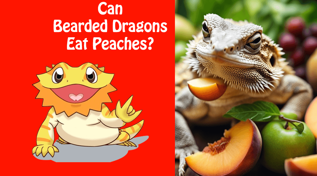 Can Bearded Dragons Eat Peaches?