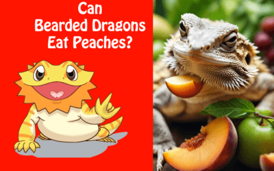 Can Bearded Dragons Eat Peaches?