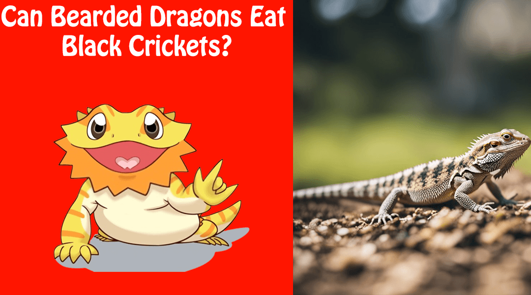 Can Bearded Dragons Eat Black Crickets?