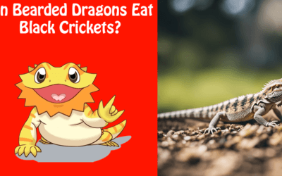 Can Bearded Dragons Eat Black Crickets?