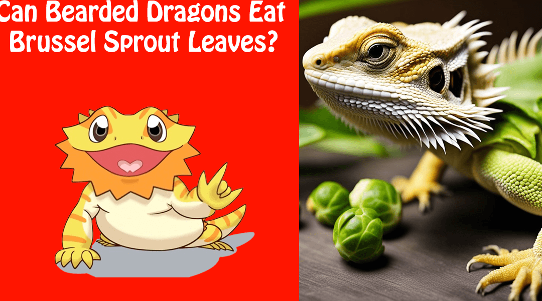 Can Bearded Dragons Eat Brussel Sprout Leaves