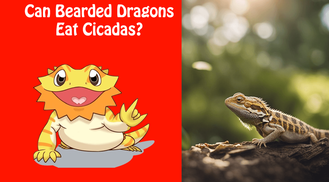 Can Bearded Dragons Eat Cicadas?