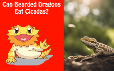Can Bearded Dragons Eat Cicadas?