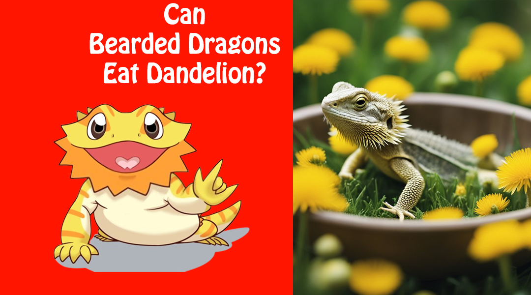 Can Bearded Dragons Eat Dandelion