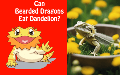 Can Bearded Dragons Eat Dandelion?