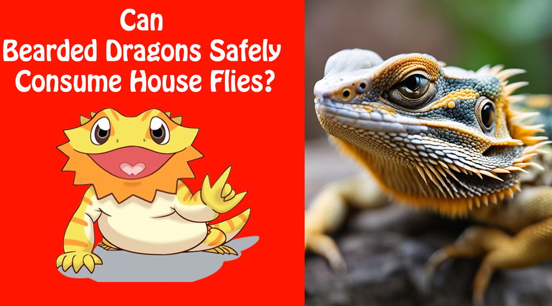 Can Bearded Dragons Eat House Flies