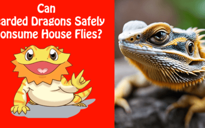 Can Bearded Dragons Eat House Flies?