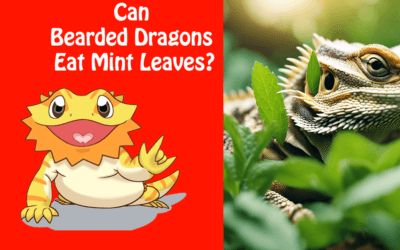 Can Bearded Dragons Eat Mint Leaves?