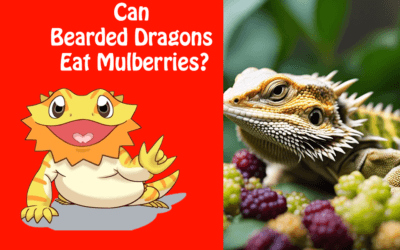 Can Bearded Dragons Eat Mulberries?
