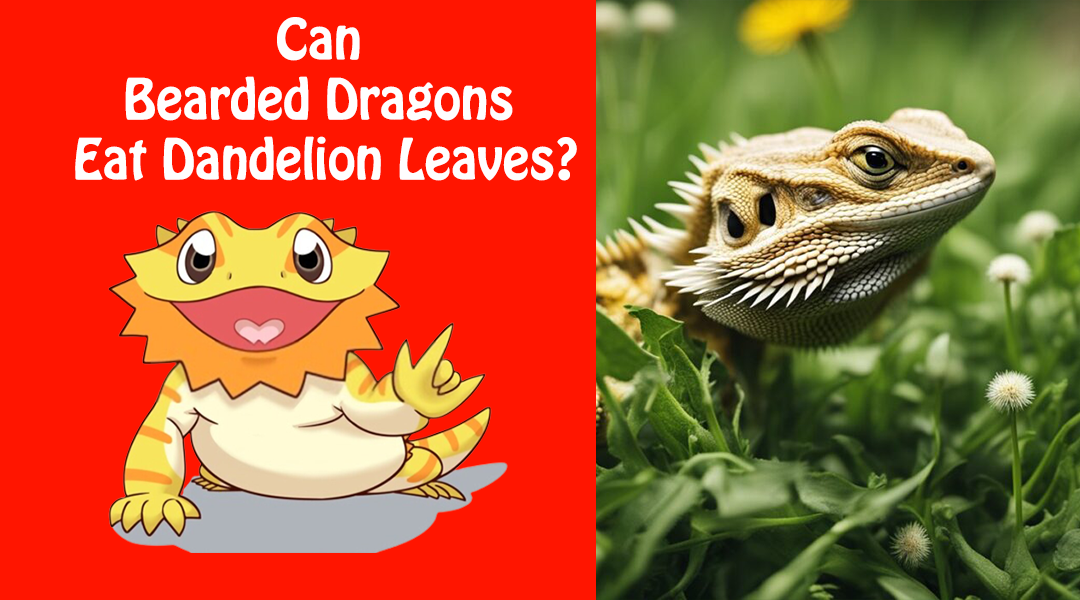 Can Bearded Dragons Eat Dandelion Leaves