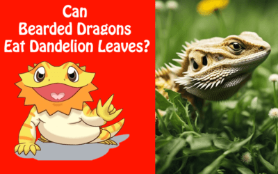 Can Bearded Dragons Eat Dandelion Leaves?