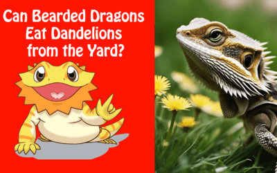 Can Bearded Dragons Eat Dandelions from the Yard?