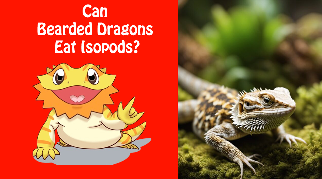 Can Bearded Dragons Eat Isopods?