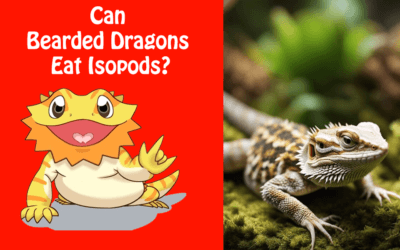 Can Bearded Dragons Eat Isopods?
